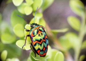 큰광대노린재./사진=농촌진흥청 제공