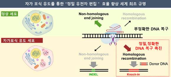화학연 연구팀이 자가포식 유도를 통한 '정밀 유전자 편집' 효율을 높이는 방법을 찾아냈다. [사진=화학연]