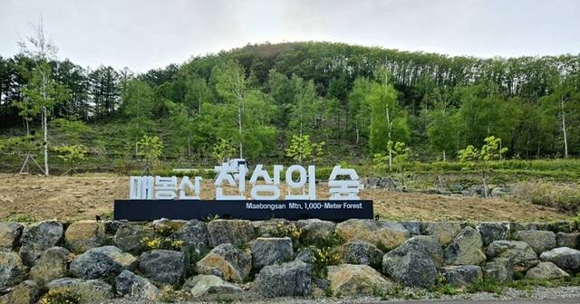 ▲ 강원도와 태백시는 28일 창죽동 매봉산 천상의 숲 산림치유센터에서 유관기관과 단체, 지역주민 등 70여명이 참석한 가운데 ‘매봉산 천상의 숲 개장식’을 갖고, 본격 운영에 들어간다. 천상의 숲 입구. 전인수