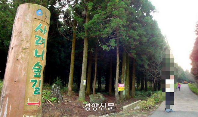 사려니숲길. 제주도 제공