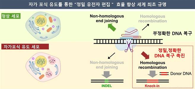 세계 최초 자가포식 유도로 정밀 유전자 편집 효율 향상시킨 연구 모식도. 한국화학연구원