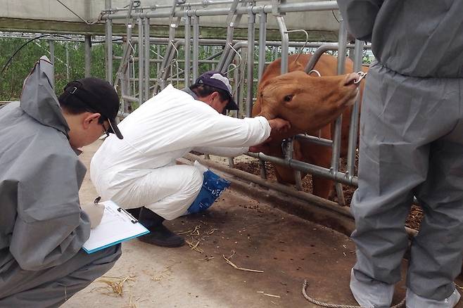 [제주=뉴시스] 사진은 2023년 5월 22일 제주도 내에서 구제역 검사가 이뤄지는 모습. (사진=제주도 제공) 2023.05.22. photo@newsisi.com *재판매 및 DB 금지