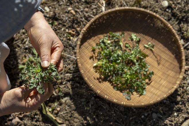 [서울=뉴시스] 산청 대원사 봄냉이 (사진=한국불교문화사업단 제공) 2025.05.20. photo@newsis.com *재판매 및 DB 금지