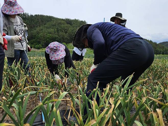 [창녕=뉴시스] 박광온 기자= 사진은 통계청 통계조사원들이 지난 21일 오전 경남 창녕군의 한 마늘밭에서 마늘생산량조사 시연회를 진행하고 있는 모습. 2025.05.21. lighton@newsis.com *재판매 및 DB 금지