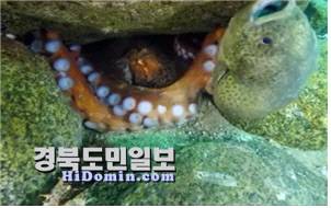 먹이원 뚝지를 먹고 있는 대문어.&nbsp;