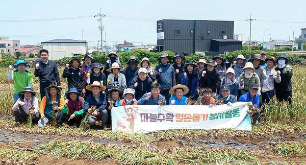 26일 마늘수확 일손돕기에 동참한 오영훈 제주도지사와 공직자들. ⓒ헤드라인제주