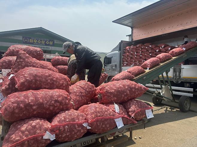 26일 서귀포시 대정읍 일과리 대정농협 유통사무소에서 농협 관계자들이 올해산 마늘을 수매해 처리하고 있다.