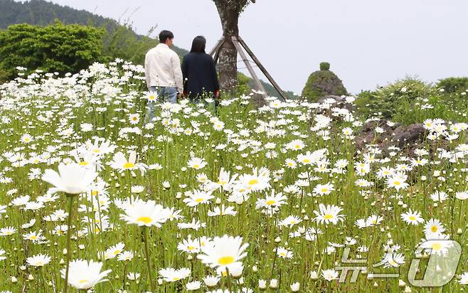 11일 오후 제주시 조천읍 제주돌문화공원 내 데이지 꽃밭에서 관광객들이 봄의 절정을 만끽하고 있다. 2025.5.11/뉴스1 ⓒ News1 오현지 기자