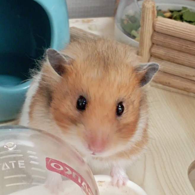 3fb8c32fffd711ab6fb8d38a42f8091a1a2ca55a7bcc46e5b4e1af06776ac58cc49787ef5fd18ed3b89e05d742317c9e2b