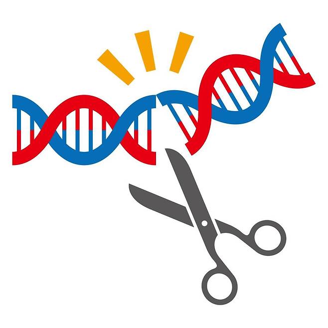 최근 유전자 가위 기술인 ‘크리스퍼’를 통해 10대 면역질환 환자와 희귀질환에 대한 치료가 성공적으로실시됐다. 게티이미지코리아