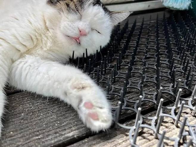 고양이를 막기위한 방지시트.jpg