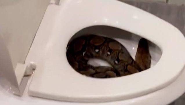 i1694719079 (1).jpg 와시발ㅋㅋㅋㅋㅋㅋ 구렁이만한 똥 쌌음ㅋㅋㅋㅋ