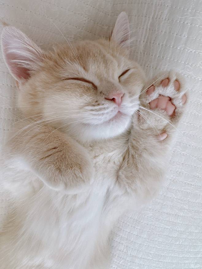 IMG_3085.jpeg 우리집 고양이 보고가