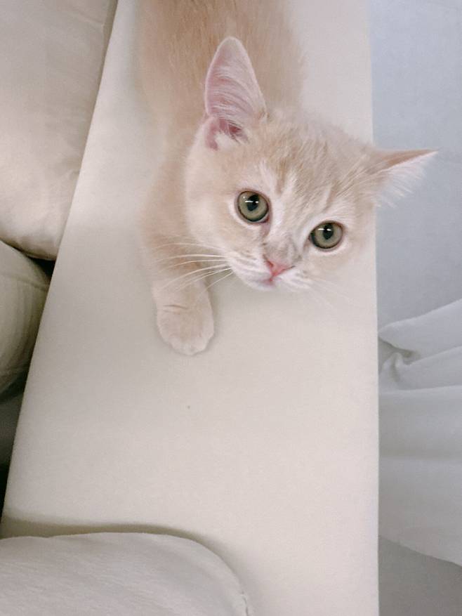 IMG_2965.jpeg 우리집 고양이 보고가