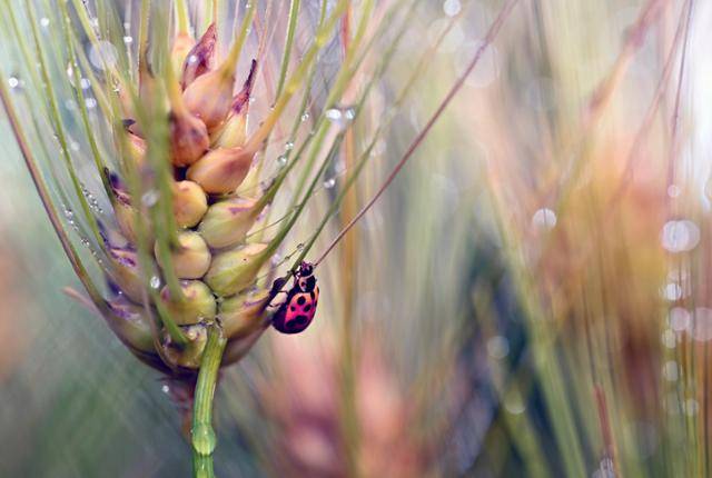 한강 변에 자란 청보리가 어느덧 황금빛으로 물들어 강바람에 살랑이며 춤추듯 흔들리자, 그 고요한 풍경에 사람들의 시선이 자연스레 머문다. 왕태석 선임기자