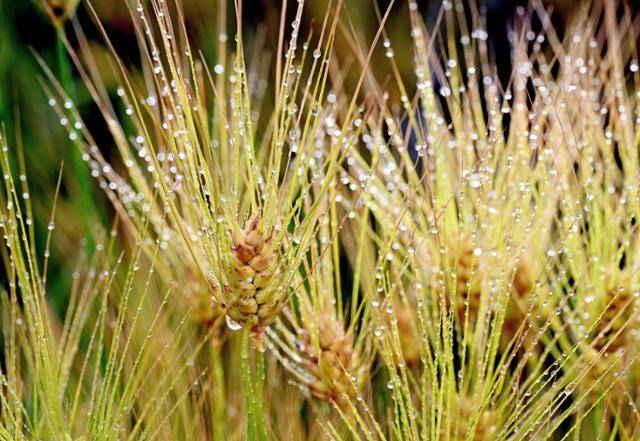 청보리가 봄비를 머금고 한강 변에 고요히 서 있다. 젖은 이삭들은 햇살에 물들며, 바람 따라 찰랑이는 물결은 시간의 결을 쓸어낸다.