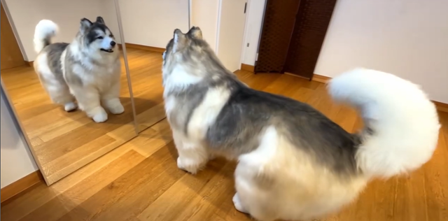 토코는 보더콜리 의상을 입은 채 목줄을 차고 산책을 하거나, 개 간식을 먹고, 원반을 잡으며 개의 생활을 그대로 따라한다. 토코 SNS 캡처