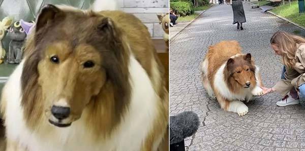 '토코'라는 이름으로 활동하는 일본 유튜버는 2000만 원을 들여 제작한 퍼슈트를 입고 거리를 활보하며 개와 매우 비슷한 모습으로 화제를 모았다./사진=더 미러,유튜브 채널 ‘I_want_to_be_an_animal’ 캡처​