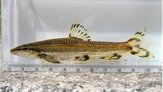 청계천에서 확인된 쉬리. 몸길이는 10∼15cm 정도이며 체형은 길고 몸 뒤쪽은 약간 옆으로 납작하다. [사진=국립중앙과학관]