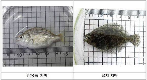 (왼쪽부터) 어린 감성돔과 넙치. [사진=부산광역시]