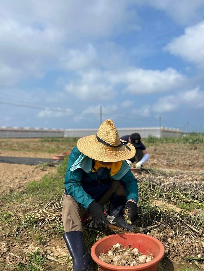 말 대신 손으로, 구호 대신 땀으로. 들판 위에서 더불어민주당 제주도당은 정치를 다시 썼다. (더불어민주당 제주도당 제공)