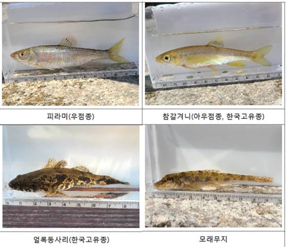 복원 20주년인 올해 청계천에서 서식하는 어류들. 수질이 양호하고 각기 다른 미소서식처에 살아가는 다양한 어종이 확인됐다.국립중앙과학관
