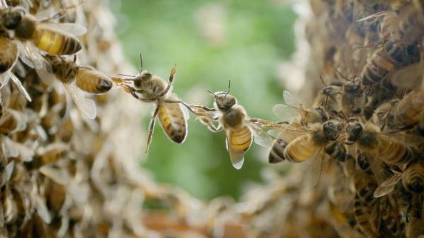 ▲EBS 창사특집 SF 자연다큐멘터리 '꿀벌' 이미지. 사진=EBS