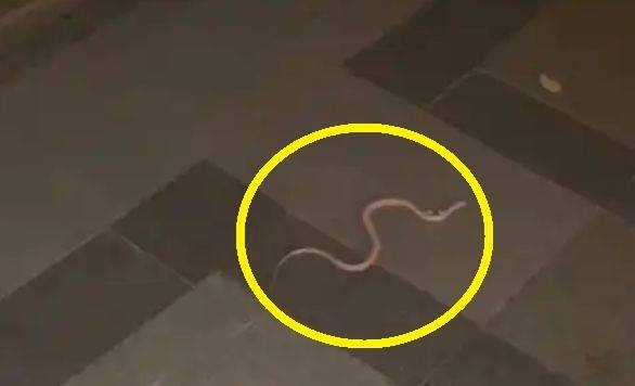 중국의 한 아파트 거주자가 콘스네이크(옥수수 뱀) 100여 마리를 사육해 온 사실이 드러나면서 주민들이 불안을 호소하고 있다. 뉴시스(동정귀주)