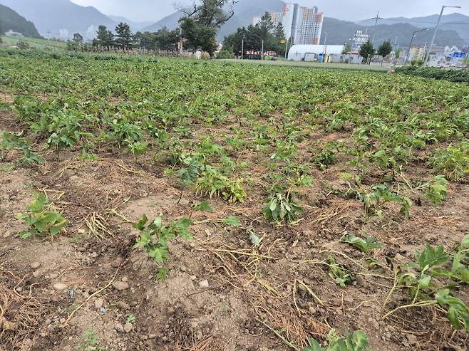 [세종=뉴시스] 농촌진흥청은 올여름 이상기온으로 약용작물에도 고온 피해가 우려된다며, 천궁과 당귀 등 주요 작물의 생육 저하와 수확량 감소를 막기 위한 철저한 재배 관리를 26일 당부했다. 사진은 당귀가 고온 피해를 입은 모습. (사진=농진청 제공) 2025.05.26. photo@newsis.com *재판매 및 DB 금지