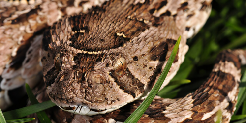 일부 사막과 열대우림을 제외한 아프리카 전역에 서식하는 뻐끔살무사(puff adder). 출처=비트바테르스란트 대학