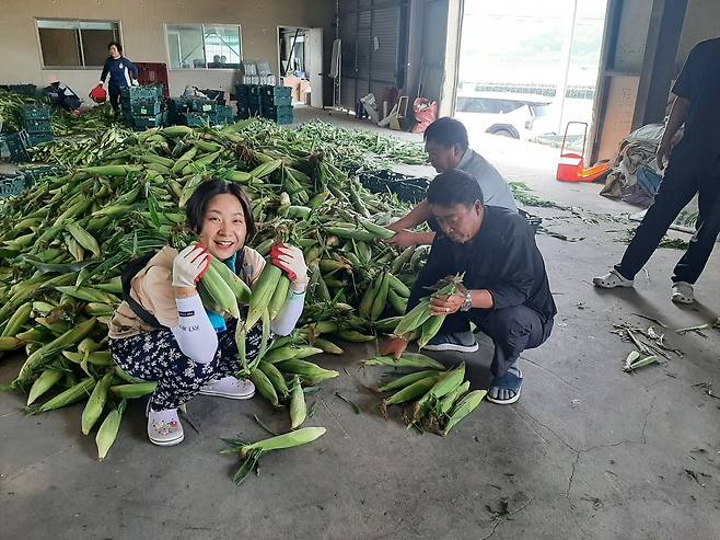 의령 초당 옥수수 수확하는 농민들 [경남 의령군 제공. 재판매 및 DB 금지]