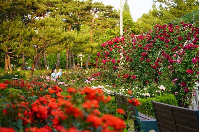 익산 배산공원 장미정원 [익산시 제공. 재판매 및 DB 금지]