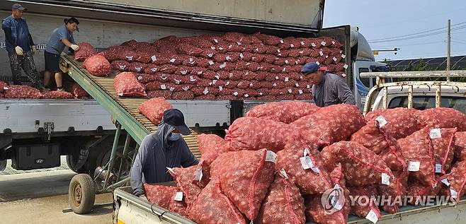 제주산 남도종 마늘 수매 시작 (제주=연합뉴스) 김호천 기자 = 26일 제주 서귀포시 대정농협 유통센터에서 올해산 마늘 수매를 시작된 가운데 농가가 1t 트럭으로 실어 온 마늘을 화물차로 옮겨 싣고 있다. 2025.5.25 khc@yna.co.kr