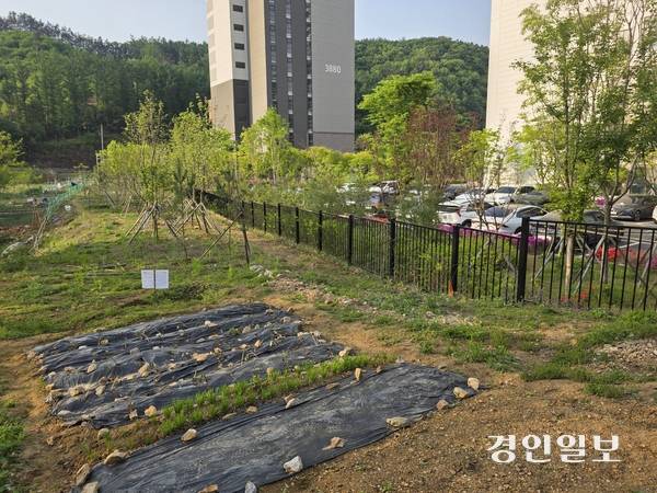 15일 오전 9시 화성 동탄신도시의 한 행복주택 인근 무단경작지. 경작지 앞에 한국토지주택공사가 자진철거를 요청하는 푯말에 꽂혀 있다. 2025.5.15 /고건기자 gogosing@kyeongin.com