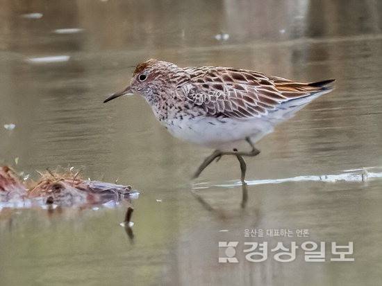 ▲ 메추라기도요. 조우진(월계초 5) 제공