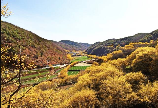 산수유마을. 꽃이 피는 3월부터 300년 이상의 산수유나무 3만여 그루가 온통 노란빛을 뿜어낸다. 의성군 제공.