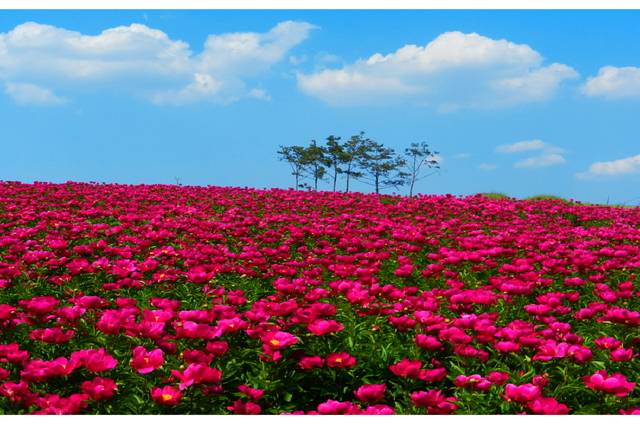 조문국사적지를 가득 채운 작약꽃. 의성군은 조문국사적지 내 4천여㎡에 매년 1만여 포기의 작약을 식재해 지역의 대표적인 관광지로 키워냈다. 의성군 제공.