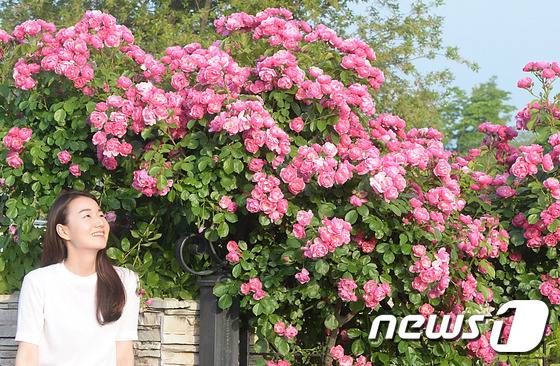 27일 대전·충남은 내륙을 중심으로 낮 기온이 25도까지 올라 더울 것으로 예보됐다. 대전 한밭수목원에 장미꽃이 만발해 이곳을 찾은 한 여성이 꽃을 바라보며 환하게 미소 짓고 있다. /뉴스1 ⓒ News1 주기철 기자