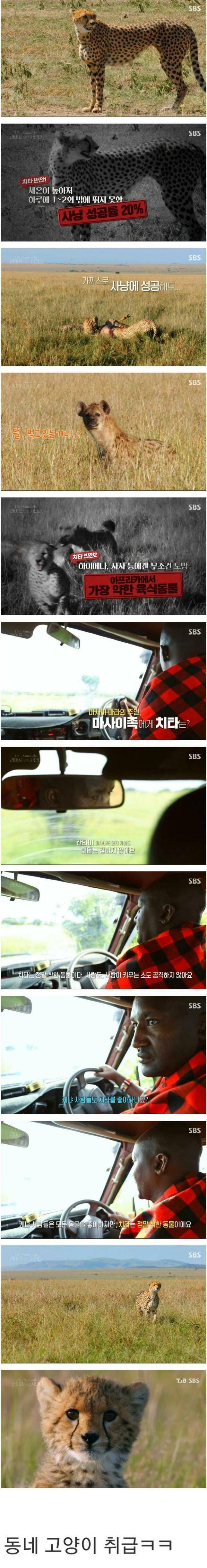 찐 동물 전문가 마사이족 피셜 착한 동물 갑 오브 갑