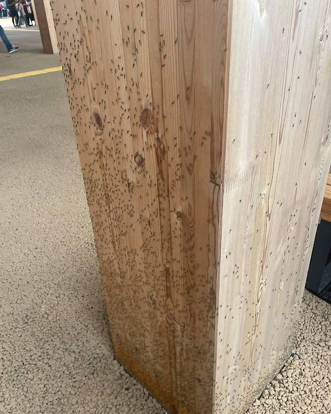 벌레 대량 발생한 오사카 엑스포 대처법