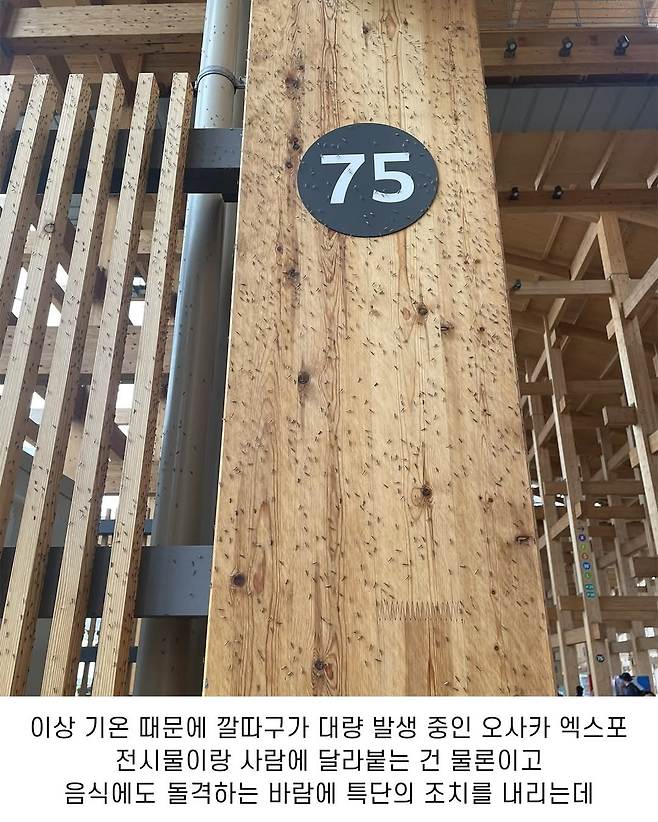 벌레 대량 발생한 오사카 엑스포 대처법