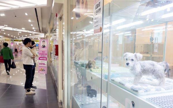 27일 부산 수영구 도시철도 2호선 광안역~수영역 지하상가에 조성된 ‘반려동물 특화거리’에서 시민이 강아지를 살펴보고 있다.  이원준 기자