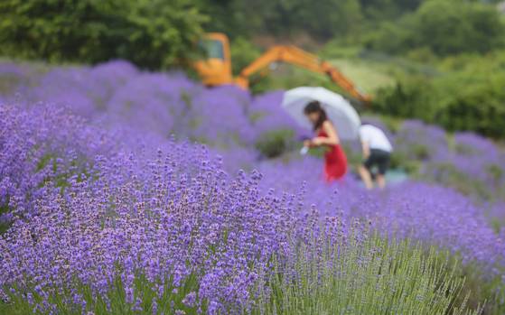 Visitors look around Yangwon Lavender's ″Healing Garden″ in Uljin, North Gyeongsang [YANGWON LAVENDER]