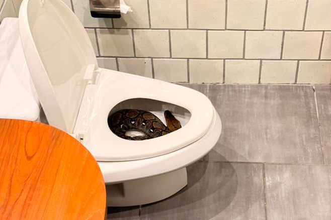 변기 안에 있는 비단뱀. [사진 = 방콕포스트]