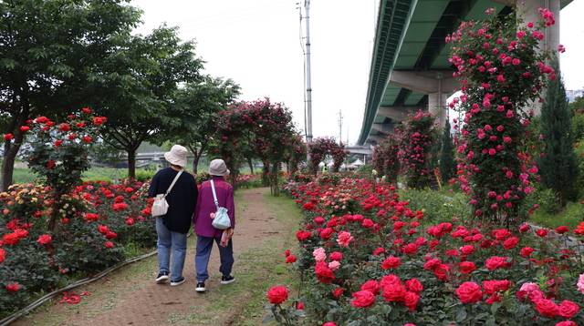 26일 시민들이 서울 금천구 안양천 변에 조성된 장미정원을 거닐고 있다. 금천구청 제공