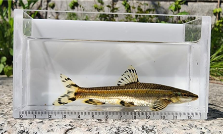 청계천에서 발견된 한국 민물고기 쉬리. [서울시설공단]