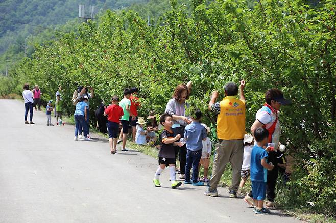 [양양=뉴시스] 양양 명지리 앵두사랑 앵두축제장에 찾은 어린이들이 축제에 참여하고 있다..(사진=양양군 제공)photo@newsis.com *재판매 및 DB 금지