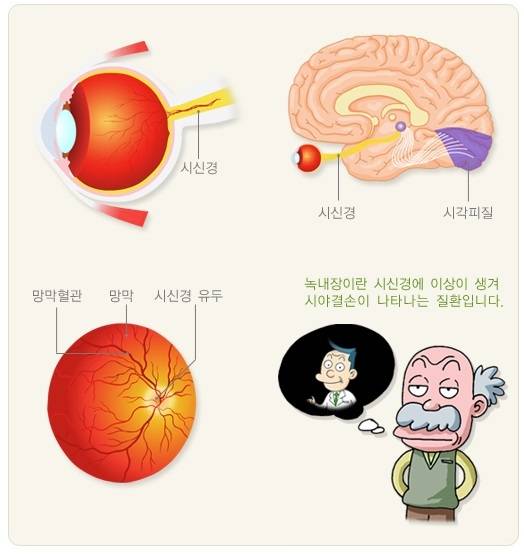눈의 해부학적 구조. 질병관리청