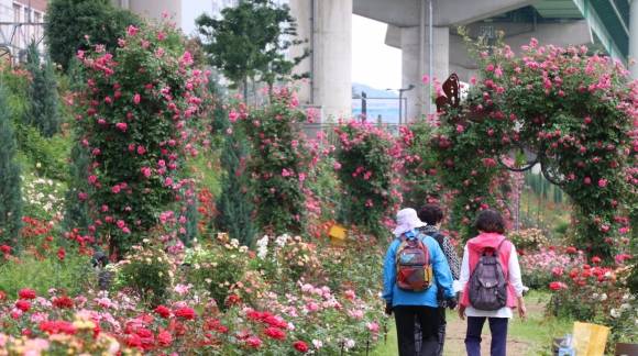 서울 금천구 안양천 인근에 조성된 장미원.   금천구 제공