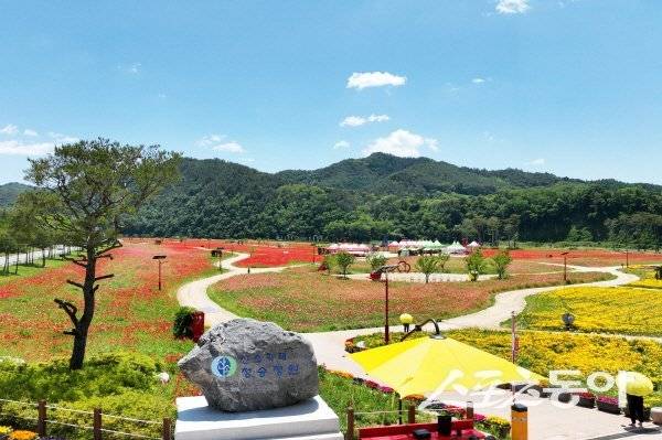 산소카페 청송정원에 꽃양귀비가 아름답게 만발해 관람객들을 맞고 있다. 사진제공 ㅣ 청송군